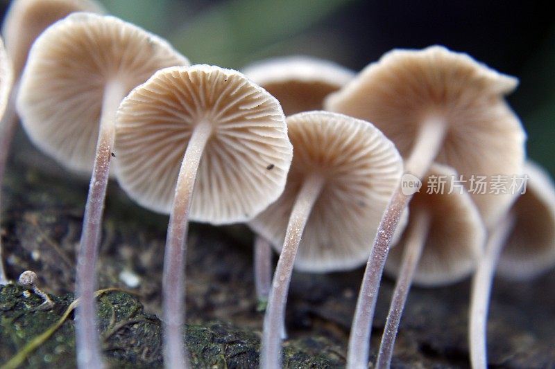 蘑菇/真菌长在腐烂的木头上